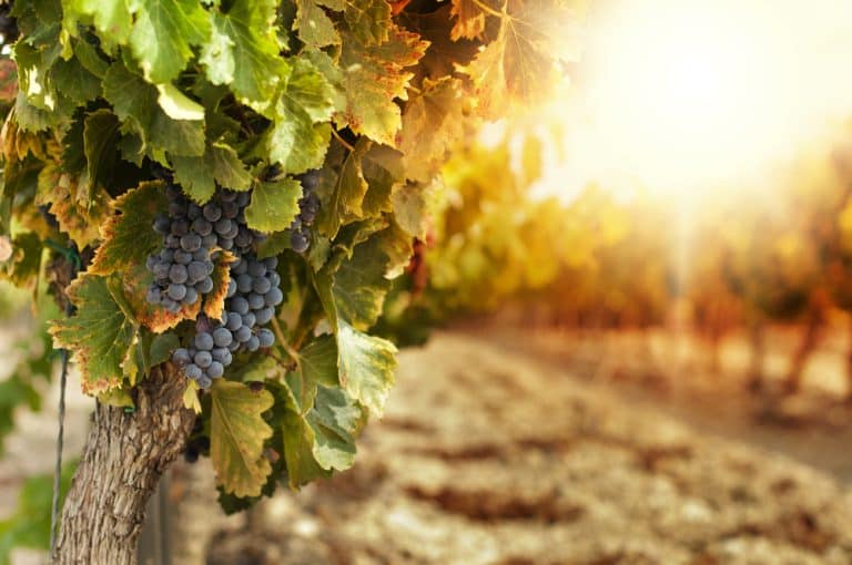 Vue sur la croisière des vignobles