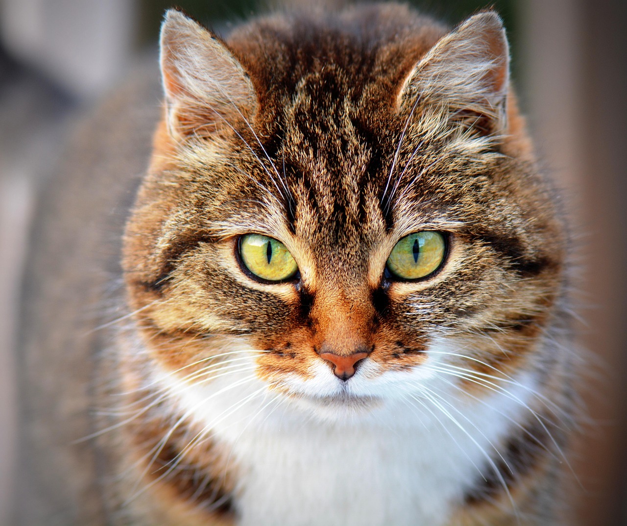Portrait d’un chat tigré aux yeux verts qui regarde l’objectif